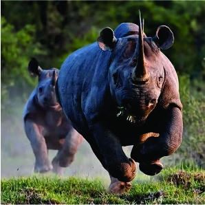 Inteligência artificial ajuda a proteger animais na África